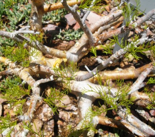 Commiphora kraeuseliana