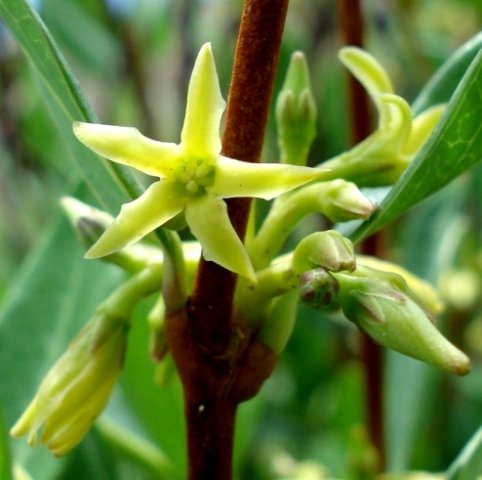 Cryptolepis oblongifolia