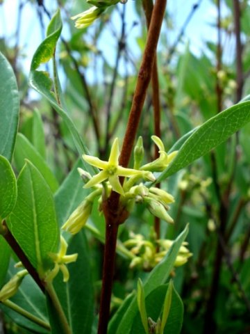 Cryptolepis oblongifolia