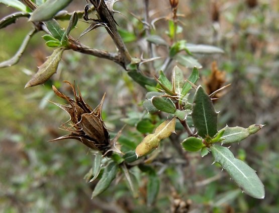 Cullumia aculeata old flowerhead holding the fruit