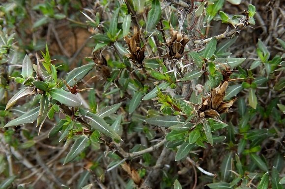 Cullumia aculeata
