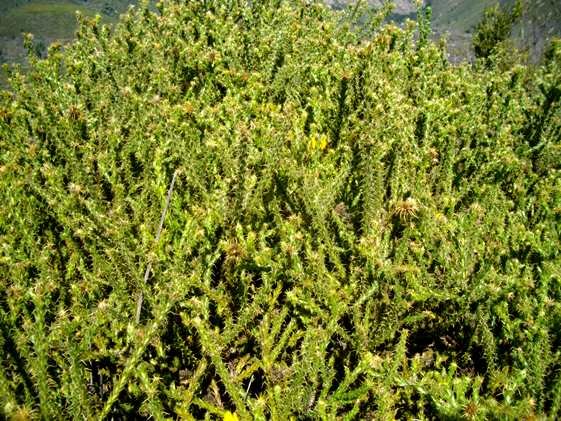 Cullumia reticulata