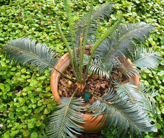 Cycas thouarsii