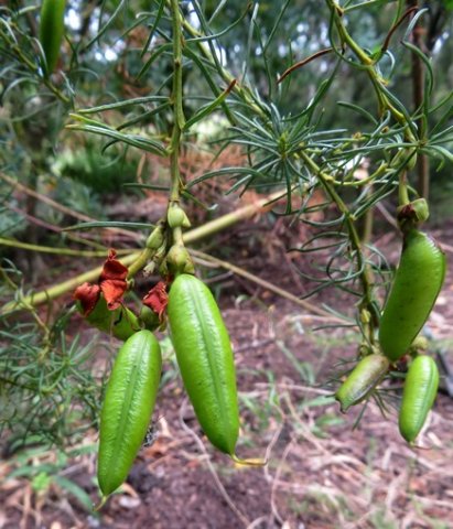 Cyclopia meyeriana fruit pods