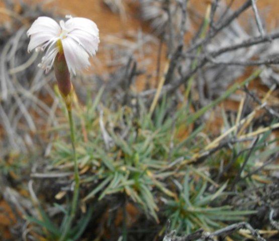 Dianthus  micropetalus, locally known as grashout