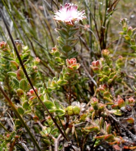 Diastella divaricata subsp. divaricata