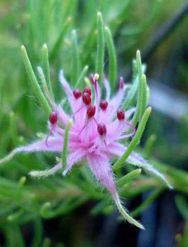 Diastella proteoides buds