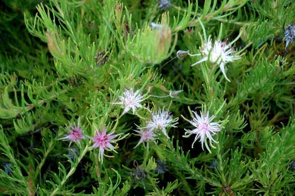 Diastella proteoides