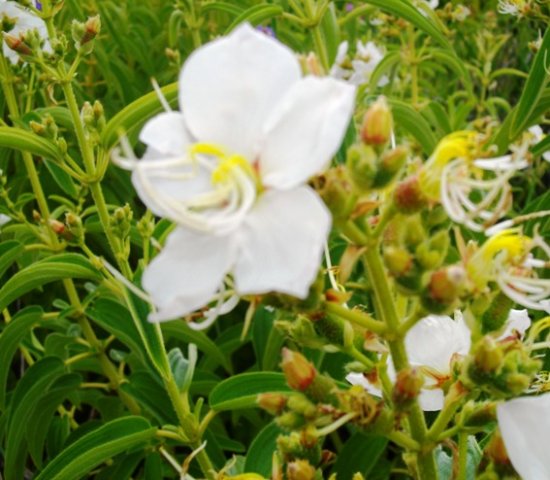 Dissotis princeps white flowers