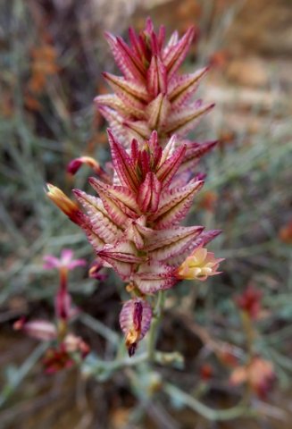 Dyerophytum africanum flower spike