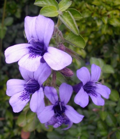 Dyschoriste thunbergiiflora