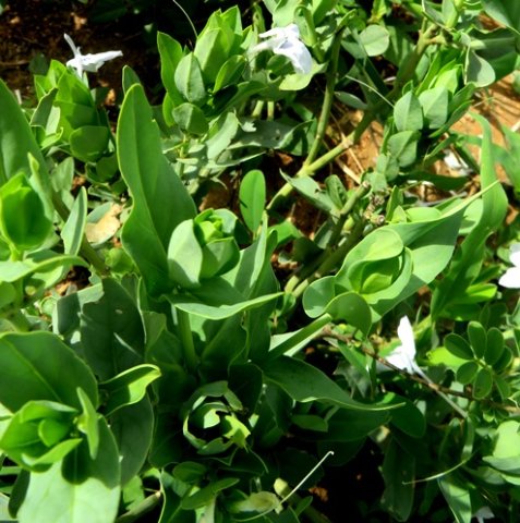 Ecbolium glabratum leaves