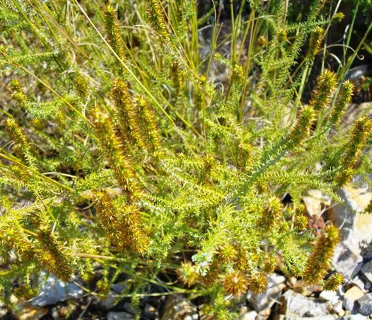 Elytropappus glandulosus