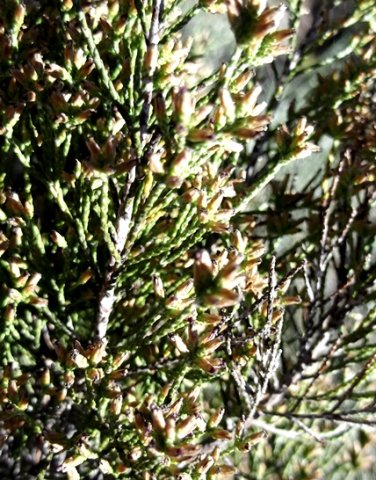 Elytropappus rhinocerotis tiny leaves