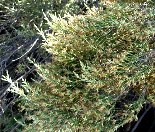 Elytropappus rhinocerotis flowerheads