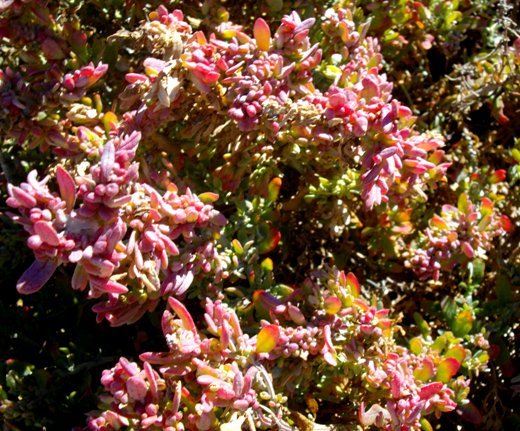 Exomis microphylla var. microphylla turned red