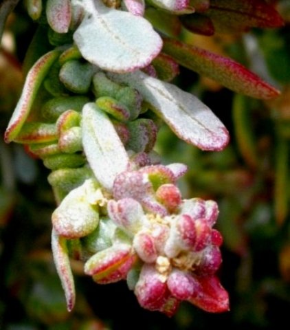 Exomis microphylla var. microphylla tiny flowers
