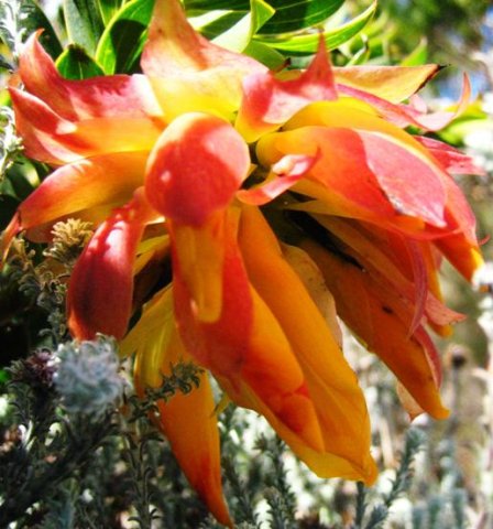 Liparia splendens subsp. splendens flowering at Silvermine