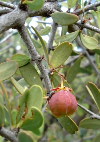 Gloveria integrifolia early fruit