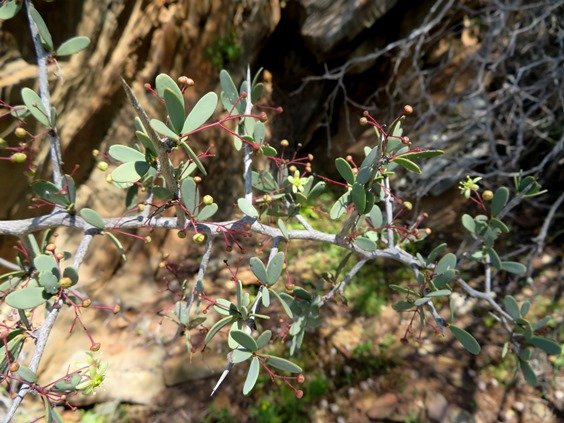 Gloveria integrifolia curving, zigzagging, leading branch