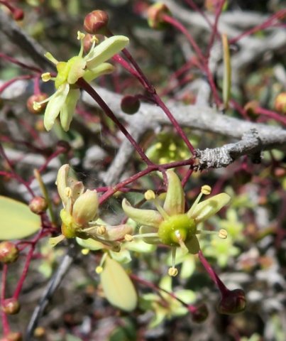 Gloveria integrifolia branched inflorescence