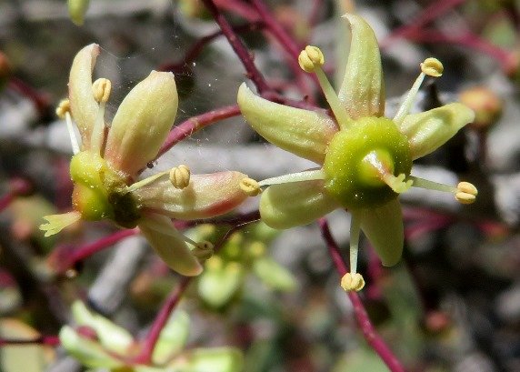 Gloveria integrifolia flowers