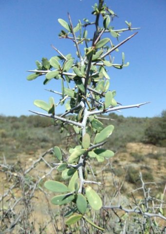 Gloveria integrifolia ambitious branch