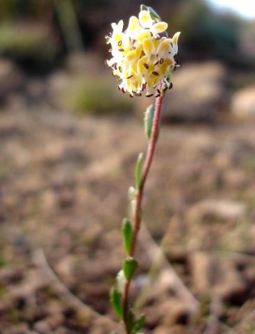 Glumicalyx montanus