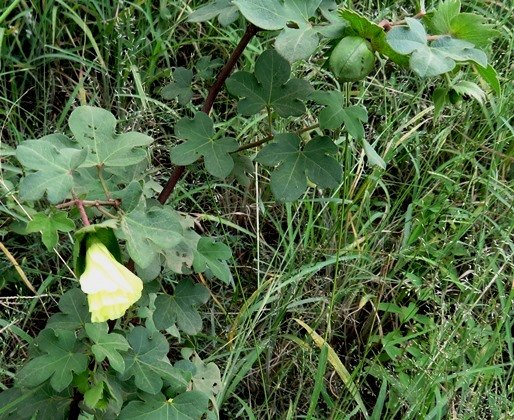 Gossypium herbaceum subsp. africanum