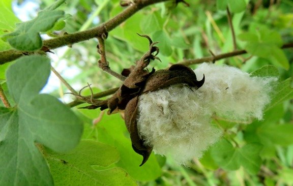 Gossypium herbaceum subsp. africanum presenting its wild cotton 