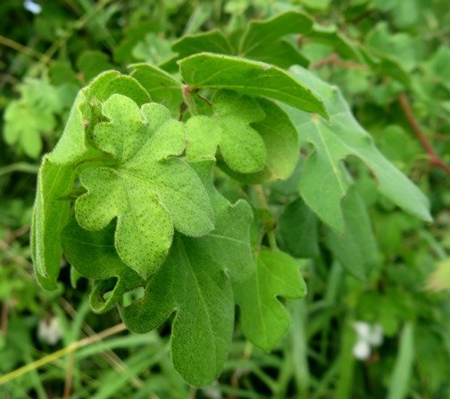 Gossypium herbaceum subsp. africanum gland dots