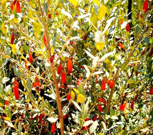 Halleria elliptica leaves