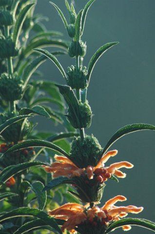 Leonotis leonurus inflorescence and long bracts