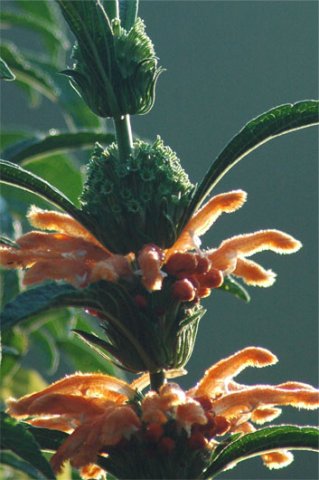 Leonotis leonurus flower clusters