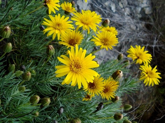 Heterolepis aliena