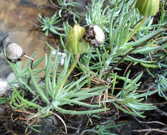 Heterolepis aliena before and after flowering