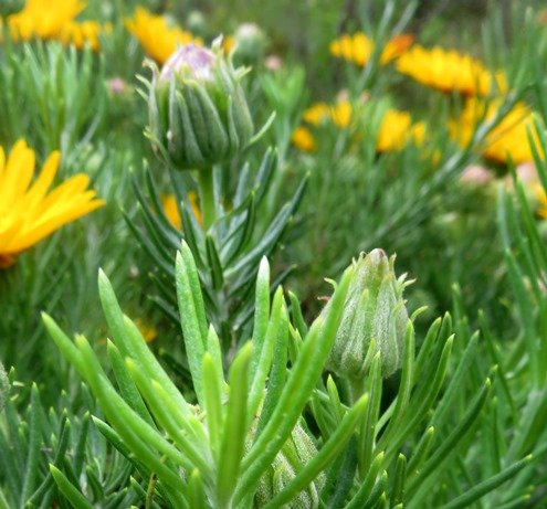 Heterolepis aliena stem-tip achievements