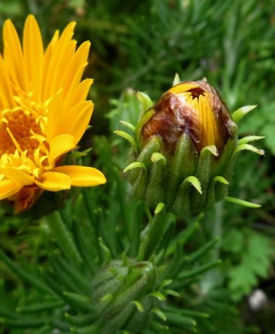 Heterolepis aliena out-curved bracts