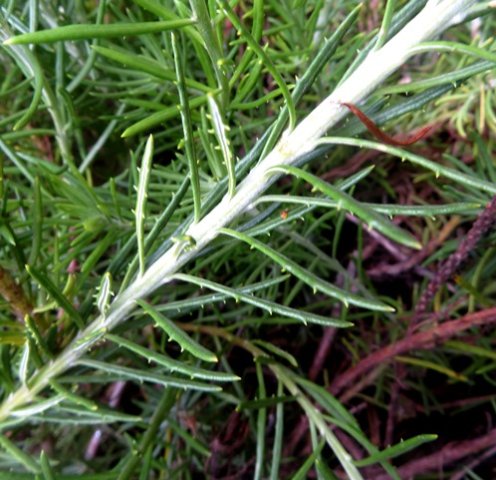 Heterolepis aliena leaves