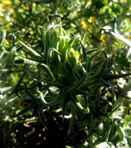 Heterorhachis aculeata leaf lobe twisting
