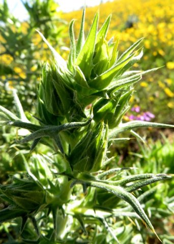Heterorhachis aculeata raceme of buds