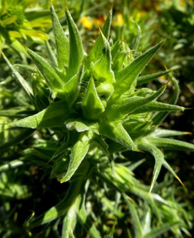 Heterorhachis aculeata bracts covering the flowerhead