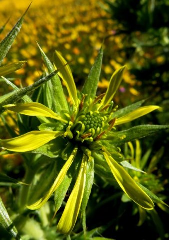 Heterorhachis aculeata open flowerhead
