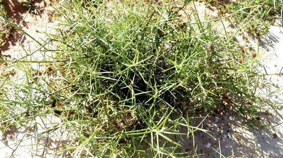 Hoplophyllum spinosum