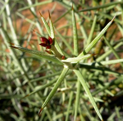 Hoplophyllum spinosum red buds