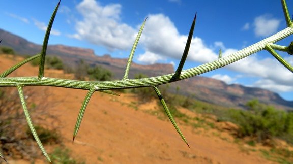 Hoplophyllum spinosum stem