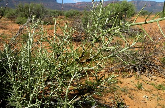 Hoplophyllum spinosum new erect stems after rain