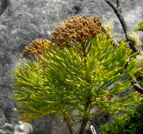 Hymenolepis crithmifolia browned in seed setting
