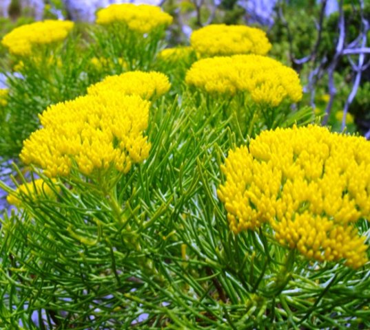 Hymenolepis crithmifolia blooming