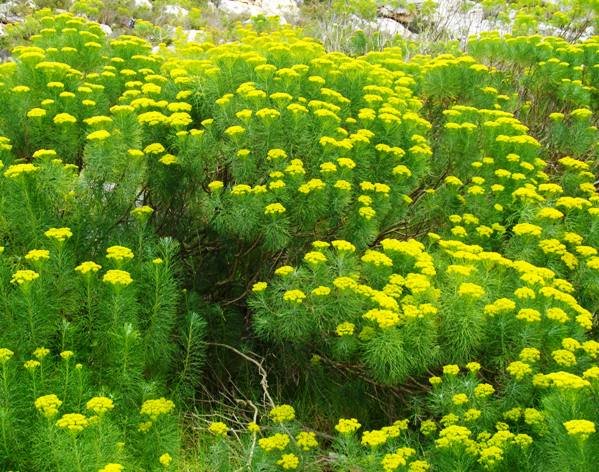Hymenolepis crithmifolia